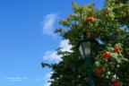 lamp post holly berry tree